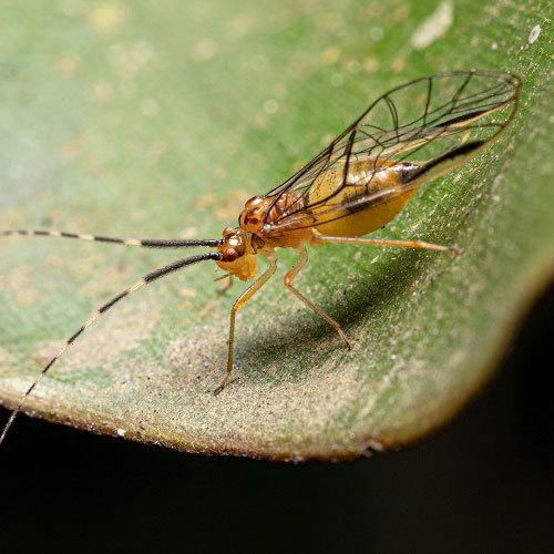 LAOWA（ラオワ） LAOWA 65mm F2.8 2X Ultra Macro APO フジフイルム X