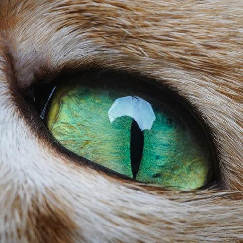 LAOWA（ラオワ） LAOWA Mini 85mm F5.6 2X Ultra Macro APO ソニーFE