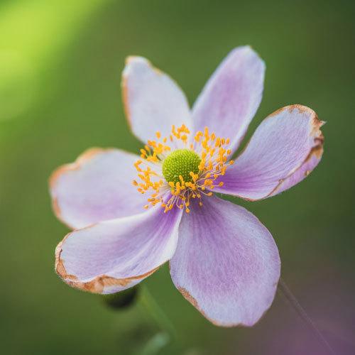 LAOWA Mini 85mm F5.6 2X Ultra Macro APO ニコンZマウント用 【送料無料】_5