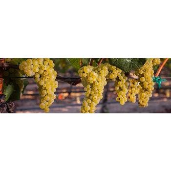 ワイン 白ワイン オーベール　シャルドネ　”ラリー・ハイド＆サンズ・ヴィンヤード”　カーネロス[2012] wine ハイド＆サンズ