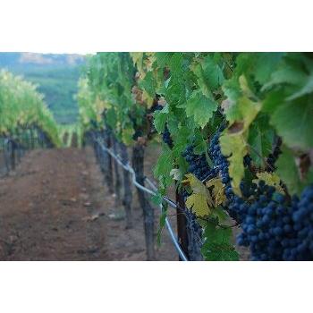 ワイン 赤ワイン 送料無料 6本まとめ買い スペルバウンド by ロブ・モンダヴィ・Jr プティシラー　カリフォルニア6本セット wine by Jr ロブ モンダヴィ