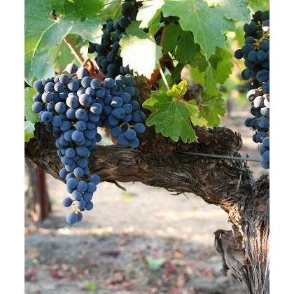 【極美品】 [2005]シュレーダー　”RBS　ベクストファー・トカロン・ヴィンヤード”　カベルネソーヴィニヨン　ナパヴァレー[蔵出し品] 【DGJ1199523386】(43340円)