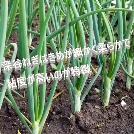 鶴亀の寿 ひとくち深谷ねぎの発酵漬3種セット しば漬 酢漬 醤油漬 みそ漬 埼玉深谷ねぎ 漬物 お取り寄せ お土産 食品 ご飯のお供 国産 通販 グルメ テレビ紹介 |  | 13