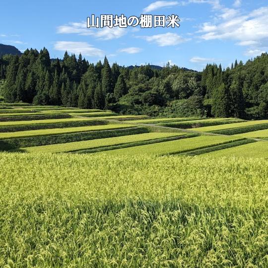 令和7年南魚沼産コシヒカリ乾式無洗米2kg | コシヒカリ | 12