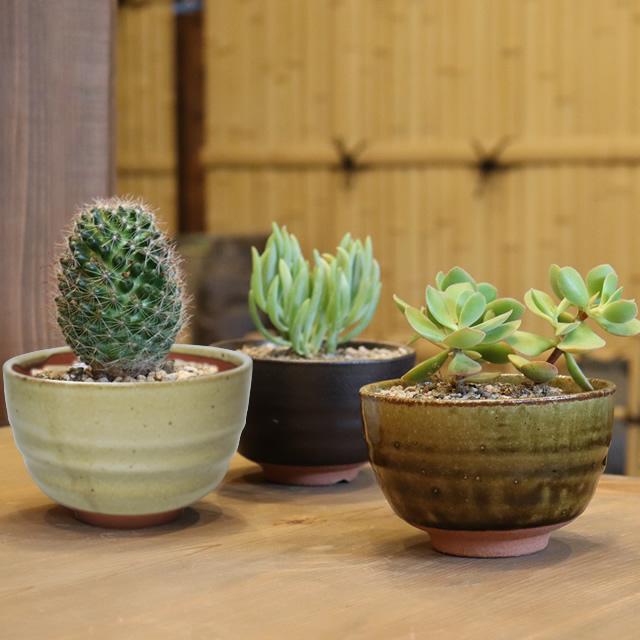 信楽焼 植木鉢 陶器 おしゃれ 山草鉢 フラワーポット サボテン鉢 多肉