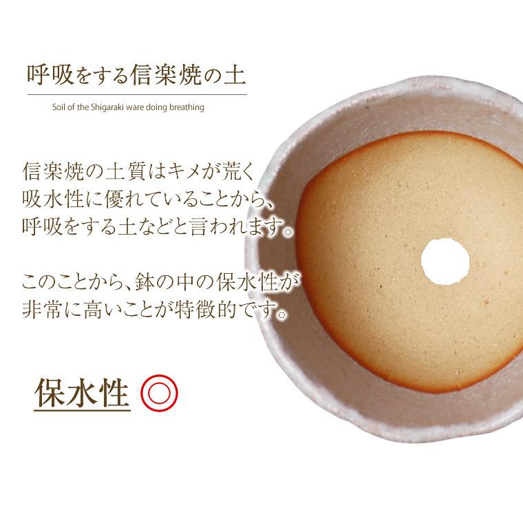 信楽焼 植木鉢 陶器 おしゃれ 山草鉢 フラワーポット サボテン鉢 多肉