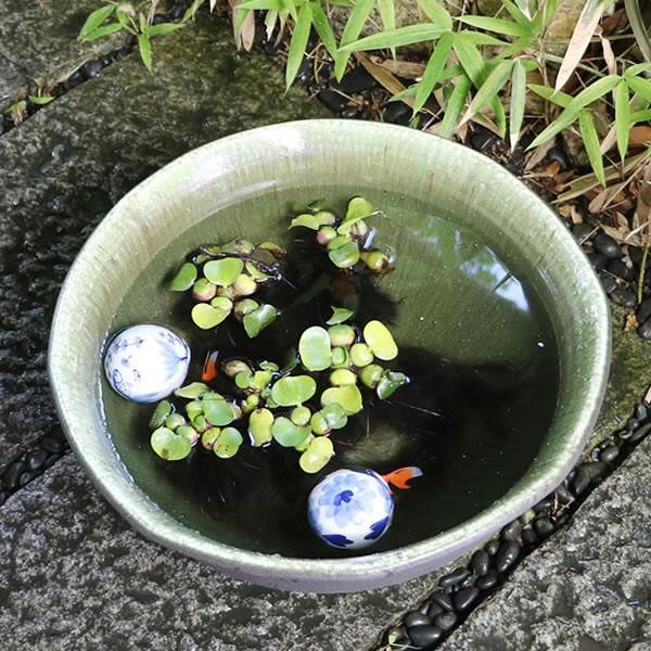 信楽焼 睡蓮鉢 メダカ鉢 おしゃれ めだか鉢 陶器 水鉢 ビオトープ