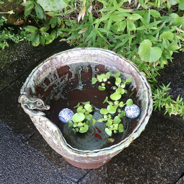 信楽焼 睡蓮鉢 メダカ鉢 おしゃれ めだか鉢 陶器 水鉢 ビオトープ