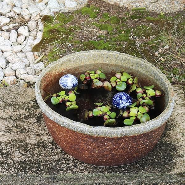 売り出し 信楽焼 睡蓮鉢 メダカ鉢 おしゃれ めだか鉢 陶器 水鉢