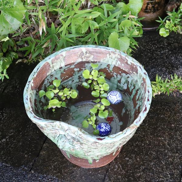 信楽焼 睡蓮鉢 メダカ鉢 おしゃれ めだか鉢 陶器 水鉢 ビオトープ