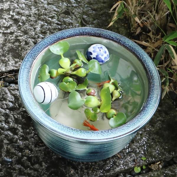 信楽焼 睡蓮鉢 メダカ鉢 おしゃれ めだか鉢 陶器 水鉢 信楽焼 睡蓮鉢 メダカ鉢 おしゃれ めだか鉢 陶器 水鉢