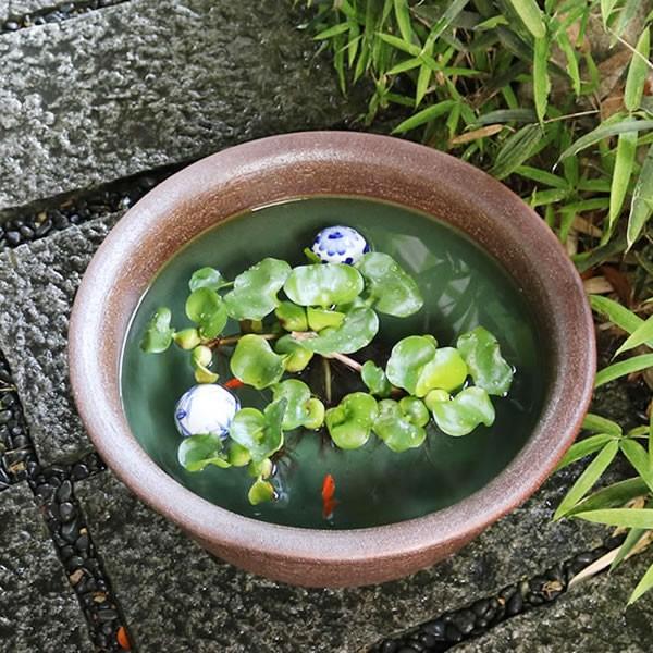 信楽焼 睡蓮鉢 メダカ鉢 おしゃれ めだか鉢 陶器 水鉢 ビオトープ