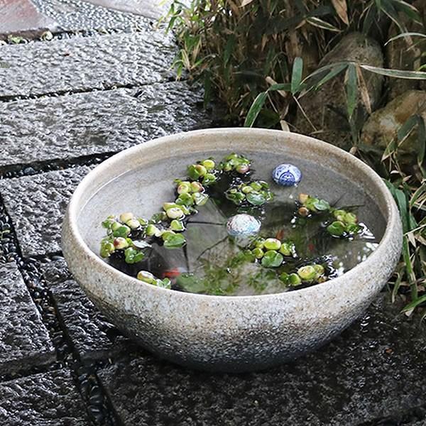 信楽焼 睡蓮鉢 メダカ鉢 めだか鉢 陶器 水鉢 ビオトープ 金魚鉢 信楽焼