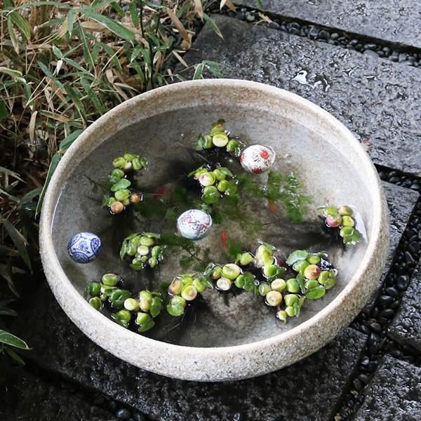 信楽焼 睡蓮鉢 メダカ鉢 めだか鉢 陶器 水鉢 ビオトープ 金魚鉢 信楽焼