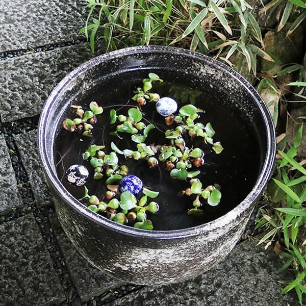 信楽焼 睡蓮鉢 メダカ鉢 おしゃれ めだか鉢 陶器 水鉢 ビオトープ