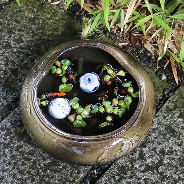 信楽焼 睡蓮鉢 メダカ鉢 おしゃれ めだか鉢 陶器 水鉢 ビオトープ