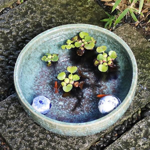 信楽焼 睡蓮鉢 メダカ鉢 おしゃれ めだか鉢 陶器 水鉢 信楽焼 睡蓮鉢 メダカ鉢 おしゃれ めだか鉢 陶器 水鉢