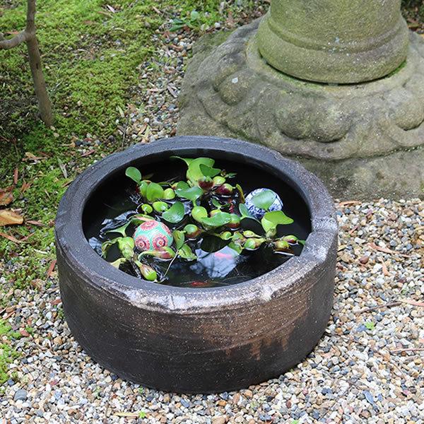 水鉢 すいれん鉢 10号 信楽焼すいれん鉢 メダカ鉢 金魚鉢 睡蓮鉢 水鉢 すいれん鉢 10号 信楽焼すいれん鉢 メダカ鉢 金魚鉢 睡蓮鉢