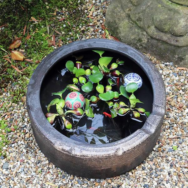 信楽焼 睡蓮鉢 メダカ鉢 おしゃれ めだか鉢 陶器 水鉢 ビオトープ
