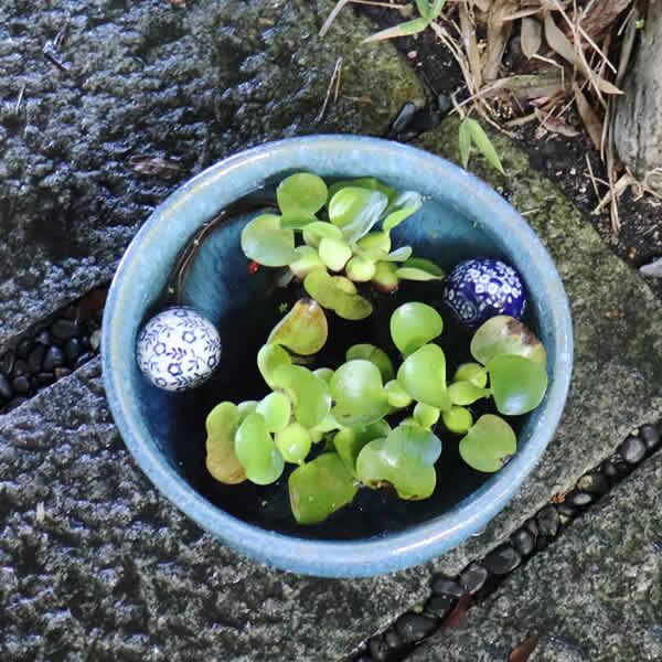 信楽焼 睡蓮鉢 メダカ鉢 おしゃれ めだか鉢 陶器 水鉢 ビオトープ