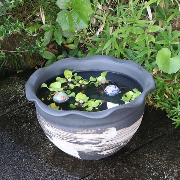 信楽焼 睡蓮鉢 メダカ鉢 おしゃれ めだか鉢 陶器 水鉢 ビオトープ