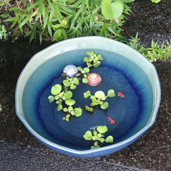 信楽焼　めだか鉢　睡蓮鉢　ビオトープ43.5cm 信楽焼 睡蓮鉢 メダカ鉢 おしゃれ めだか鉢 陶器 水鉢