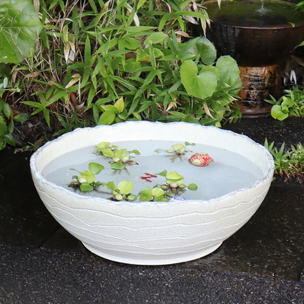 信楽焼 睡蓮鉢 メダカ鉢 おしゃれ めだか鉢 陶器 水鉢 ビオトープ