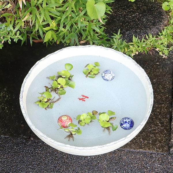 信楽焼 睡蓮鉢 メダカ鉢 おしゃれ めだか鉢 陶器 水鉢 ビオトープ