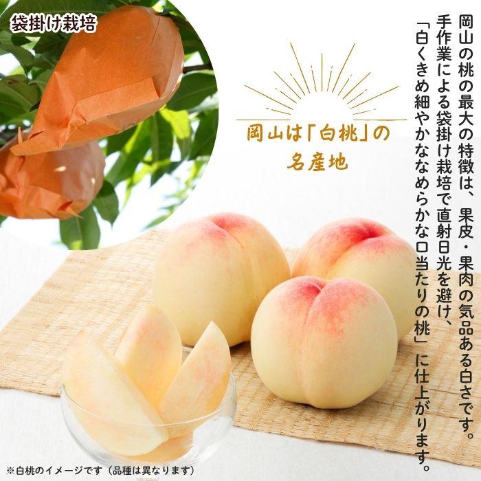 岡山白桃・ピオーネ詰合せ（3玉・1房） 岡山 白桃 ぶどう お中元 ギフト お供 お取り寄せ_6