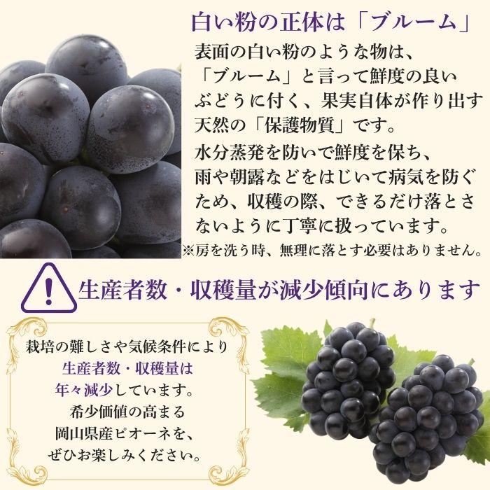 岡山白桃・ピオーネ詰合せ（3玉・1房） 岡山 白桃 ぶどう お中元 ギフト お供 お取り寄せ_9