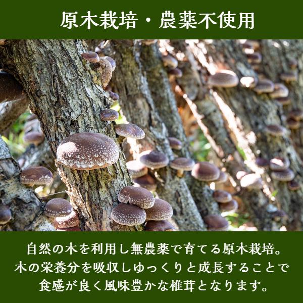 干し椎茸 国産 どんこ ギフトのはねだし 500g 大容量 ( しいたけ 干し