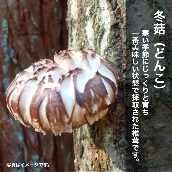 干し椎茸 大分産 どんこ 200g 優良品 大容量 原木栽培 ( 国産 大分県産 しいたけ 椎茸 シイタケ 干ししいたけ 干しシイタケ )｜shiitake-isekyu｜02