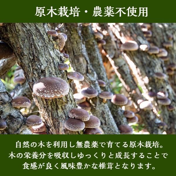 干し椎茸 大分産 肉厚小葉 300g 大容量 原木栽培 無農薬 ( 国産 大分県産 しいたけ 椎茸 シイタケ 干ししいたけ 干しシイタケ )｜shiitake-isekyu｜04