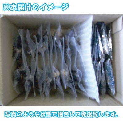 神西湖　しじみ　　神西湖産 レトルトしじみ　大黒しじみ　Lサイズ　100g×10袋【J100/10】｜shijimiyakawamura｜02