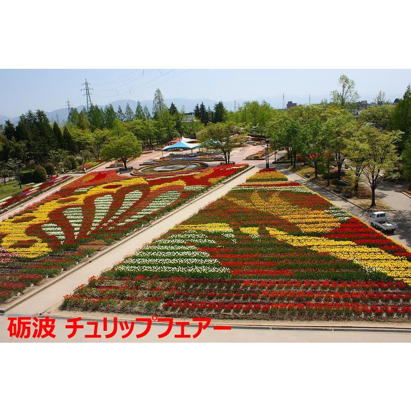 新入荷！ チューリップ 球根 最高級の皇室献上品 富山県産 砺波 100個 お任せミックス 【1826264877】(10920円)