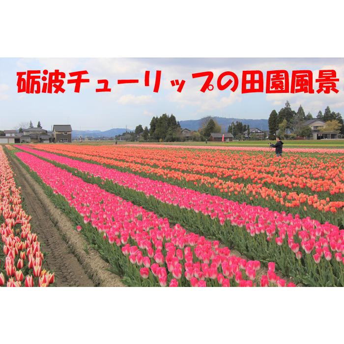 新入荷！ チューリップ 球根 最高級の皇室献上品 富山県産 砺波 100個 お任せミックス 【1826264877】(10920円)
