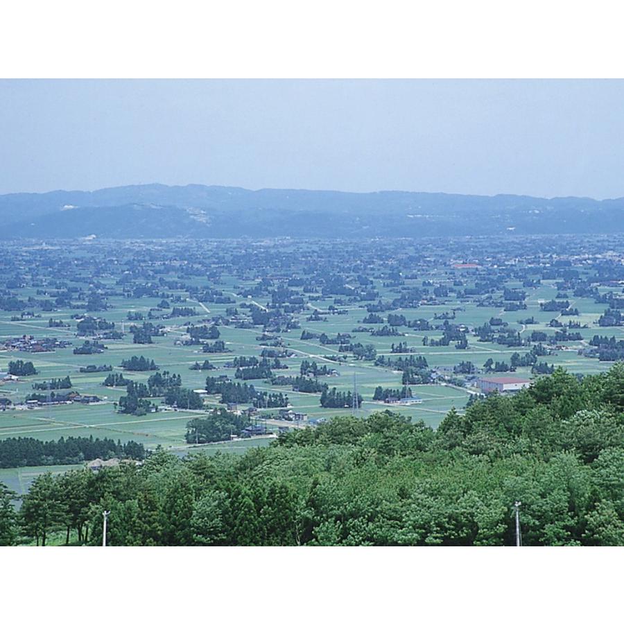 新入荷！ チューリップ 球根 最高級の皇室献上品 富山県産 砺波 100個 お任せミックス 【1826264877】(10920円)