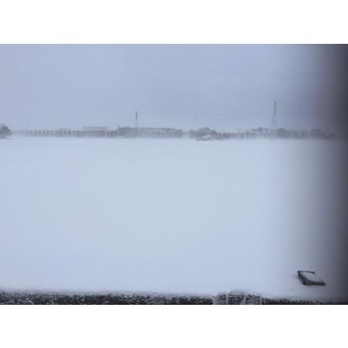 新入荷！ チューリップ 球根 最高級の皇室献上品 富山県産 砺波 100個 お任せミックス 【1826264877】(10920円)