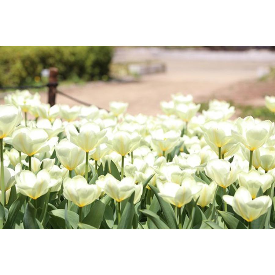 新入荷！ チューリップ 球根 最高級の皇室献上品 富山県産 砺波 100個 お任せミックス 【1826264877】(10920円)