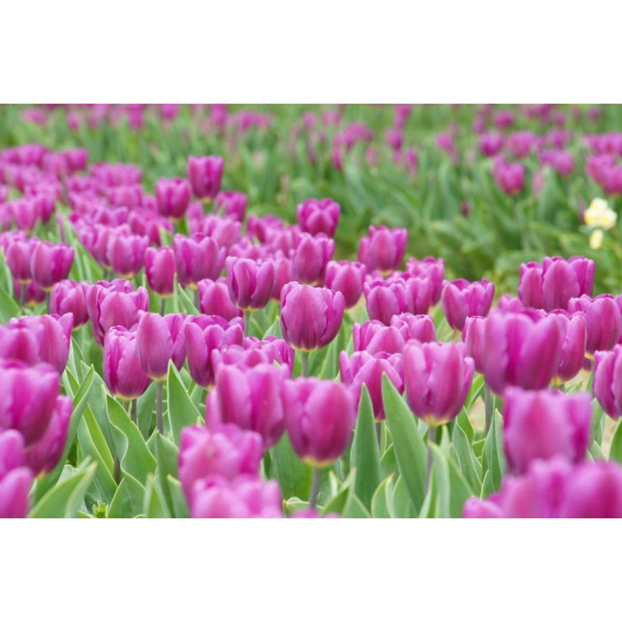 新入荷！ チューリップ 球根 最高級の皇室献上品 富山県産 砺波 100個 お任せミックス 【1826264877】(10920円)