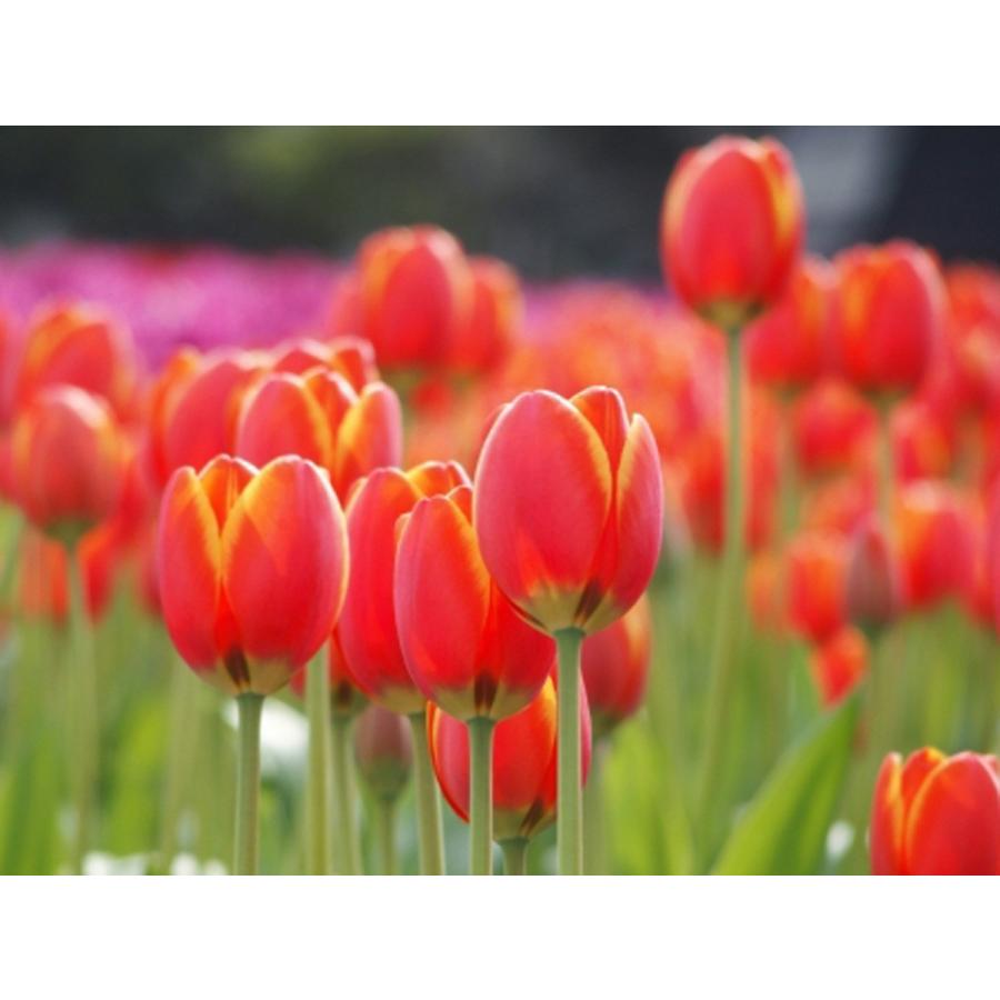 新入荷！ チューリップ 球根 最高級の皇室献上品 富山県産 砺波 100個 お任せミックス 【1826264877】(10920円)