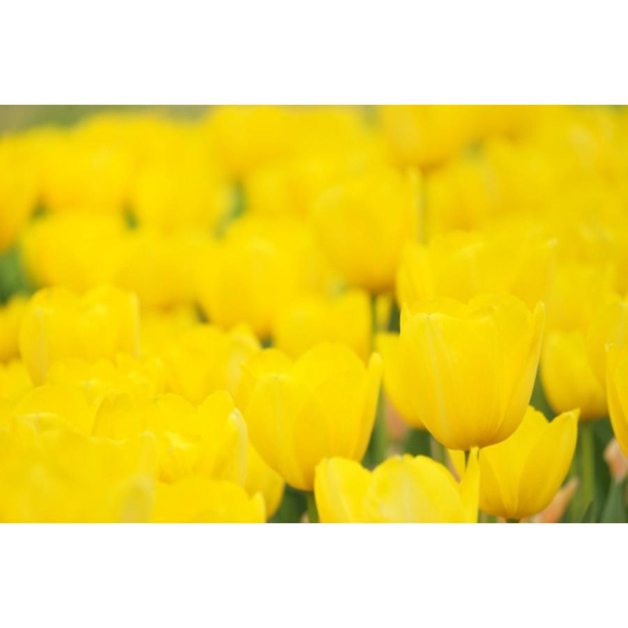 新入荷！ チューリップ 球根 最高級の皇室献上品 富山県産 砺波 100個 お任せミックス 【1826264877】(10920円)