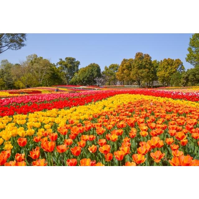 新入荷！ チューリップ 球根 最高級の皇室献上品 富山県産 砺波 100個 お任せミックス 【1826264877】(10920円)