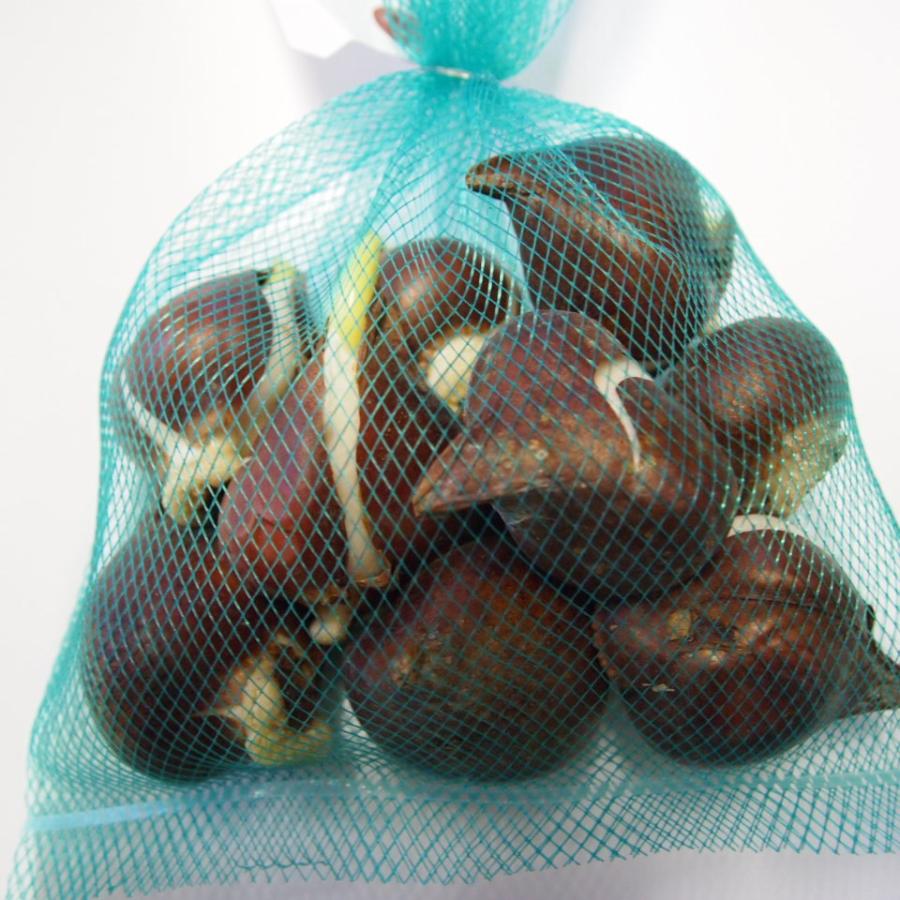 新入荷！ チューリップ 球根 最高級の皇室献上品 富山県産 砺波 100個 お任せミックス 【1826264877】(10920円)