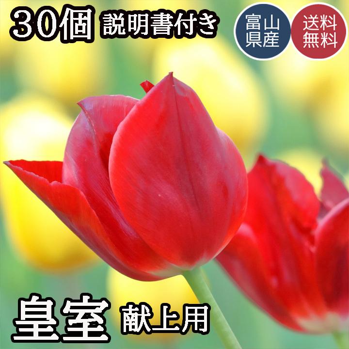 チューリップ 球根 最高級の皇室献上品 富山県産 砺波 30個 お任せミックス Kenjyo Kyukon30 和柄雑貨 四季彩の店 一新堂 通販 Yahoo ショッピング