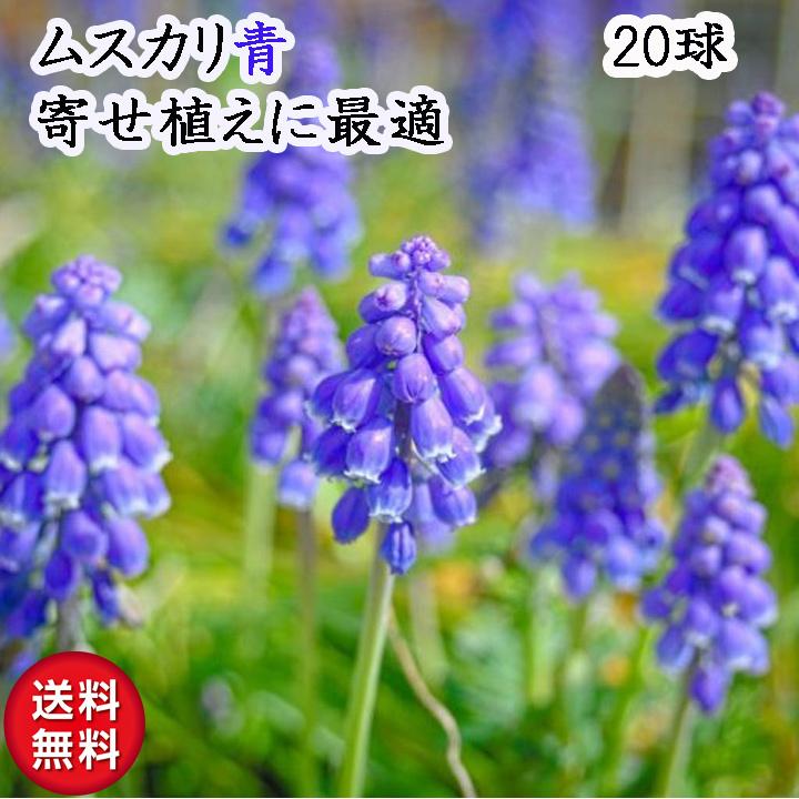 ムスカリ 球根 お任せ品種 秋,冬植え 春咲き 青,紫系 20個