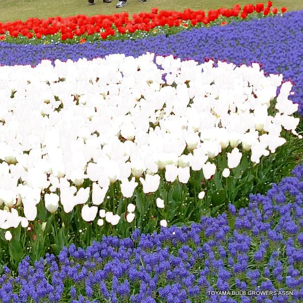 ムスカリ 球根 お任せ品種 秋,冬植え 春咲き 青,紫系 30個 : 和柄雑貨