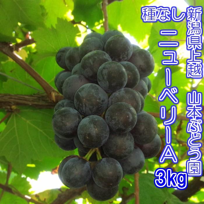 種無し ニューベリーa 3kg 新潟県上越産 産地直送品 Sc 049 四季壮快 ヤフー店 通販 Yahoo ショッピング