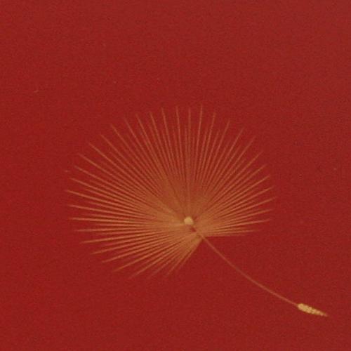 朱塗沈金蝶に花篭手木皿10枚 [B25497] けやき花器 沈金 桜/福輪 黒 木製 漆塗り 12-13801/13802 漆器の井助