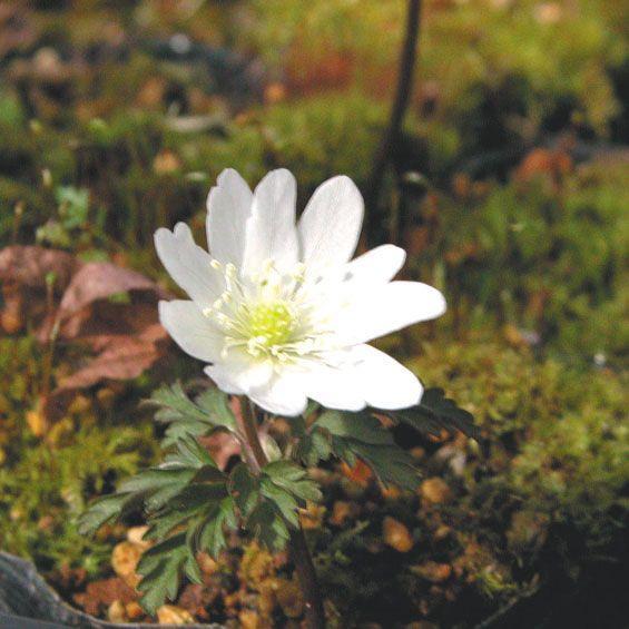 山野草 菊咲イチゲ 018 002 四国ガーデン 通販 Yahoo ショッピング